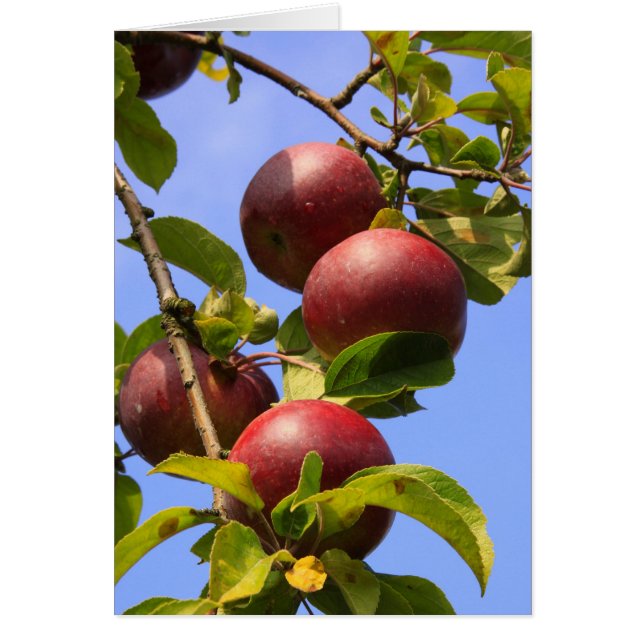 Röda äpplen hälsningskort (Framsidan)