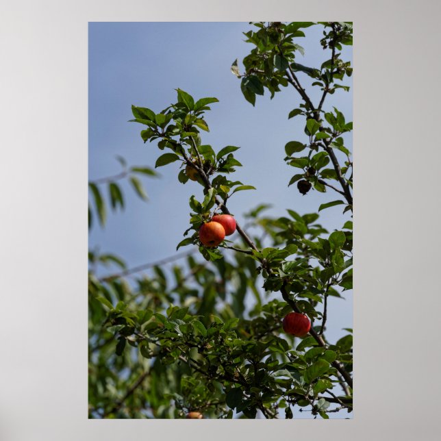 röda äpplen par på en gren poster (Framsidan)