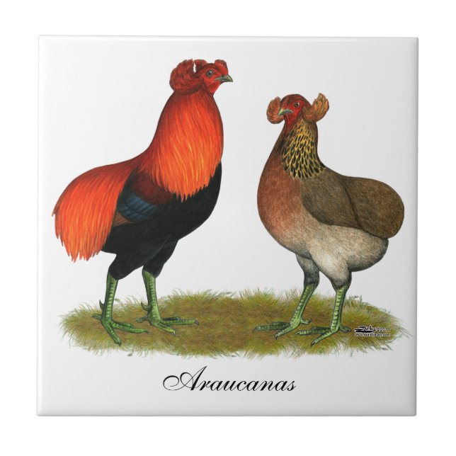 Röda Araucana parar Kakelplatta (Framsidan)