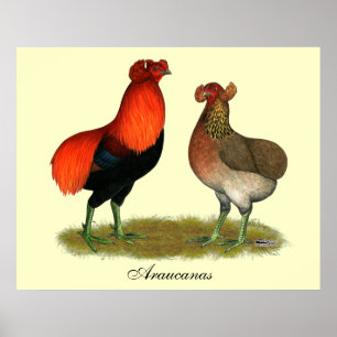 Röda Araucana parar Poster