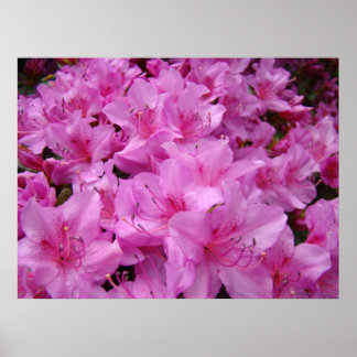 RÖDA AZALEOR 31 Azalea Blommor Konsttryck Posters