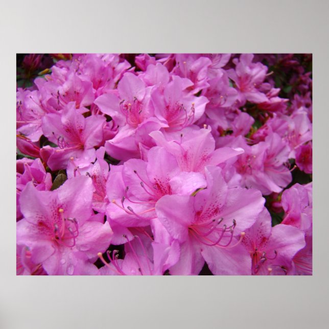 RÖDA AZALEOR 31 Azalea Blommor Konsttryck Posters (Framsidan)
