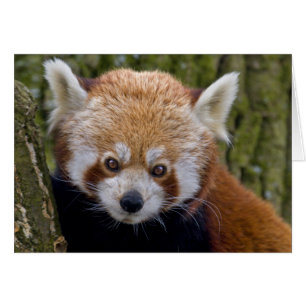Röda Bandit Kort