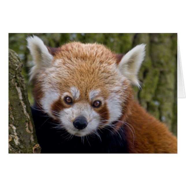 Röda Bandit Kort (Framsidan Horizontal)