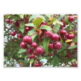 röda bär fototryck