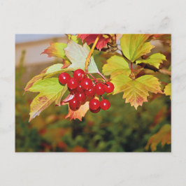 Röda bär Viburnum Olonbär Postkort Vykort