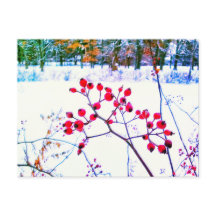 RÖDA BÄR VINTER VYKORT