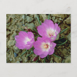 Röda bitterrotblommor vykort