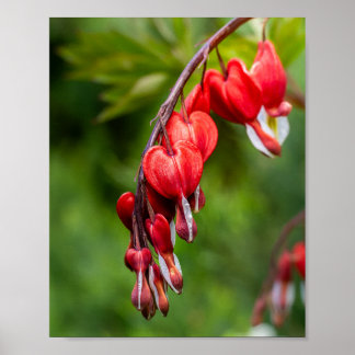 Röda Blödande Hjärtblommor som Dinglar på en Stjäl Poster