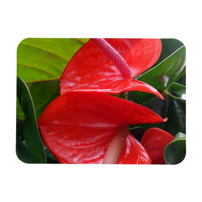 Röda blommor, 3 tum x4 tum Magnet (Horisontell)