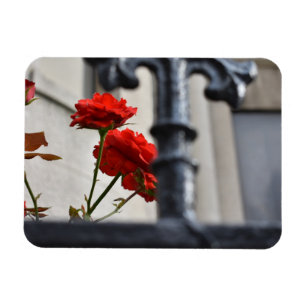 Röda blommor, gatufoto från Järn i New York Magnet