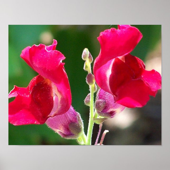 Röda blommor i solljus poster (Framsidan)