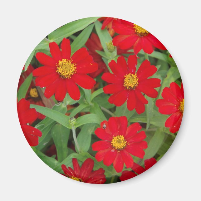 Röda blommor med magnet Gult Centers (Framsidan)