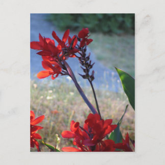 Röda blommor vykort