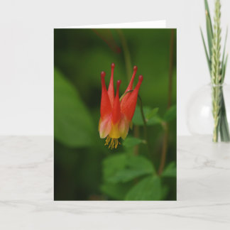Röda Columbine 09 Kort