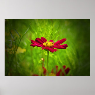 Röda cosmos-blommor poster