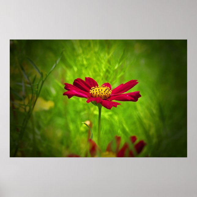 Röda cosmos-blommor poster (Framsidan)