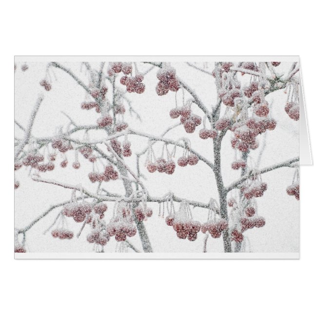 Röda Crabapples i snö Hälsningskort (Framsidan Horizontal)