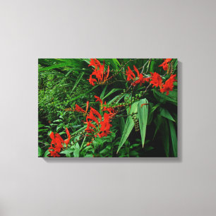 Röda Crocosmia i blom Canvastryck