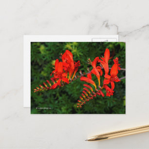 Röda Crocosmia Lucifer Coppertips blommor Vykort