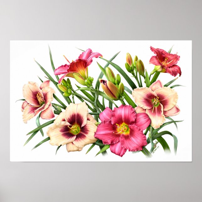 Röda Dagliljor Botaniskt Konsttryck Poster (Framsidan)