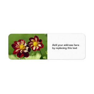 Röda Dahlia Adressetikett Returadress Etikett