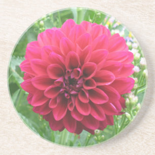 Röda Dahlia Sandstens Coasters Underlägg Sandsten