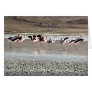 Röda dansFlamingos -, rosa, svart, vit på is OBS Kort