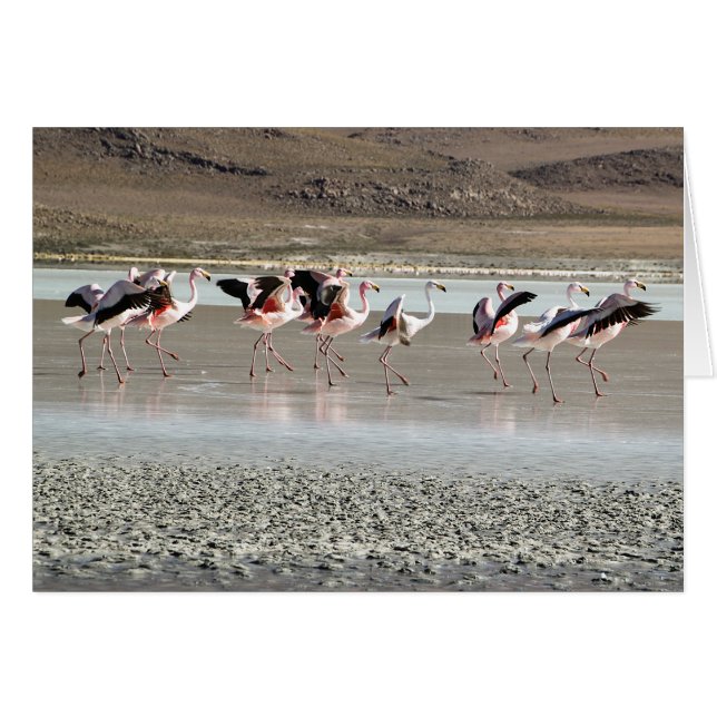 Röda dansFlamingos -, rosa, svart, vit på is OBS Kort (Framsidan Horizontal)