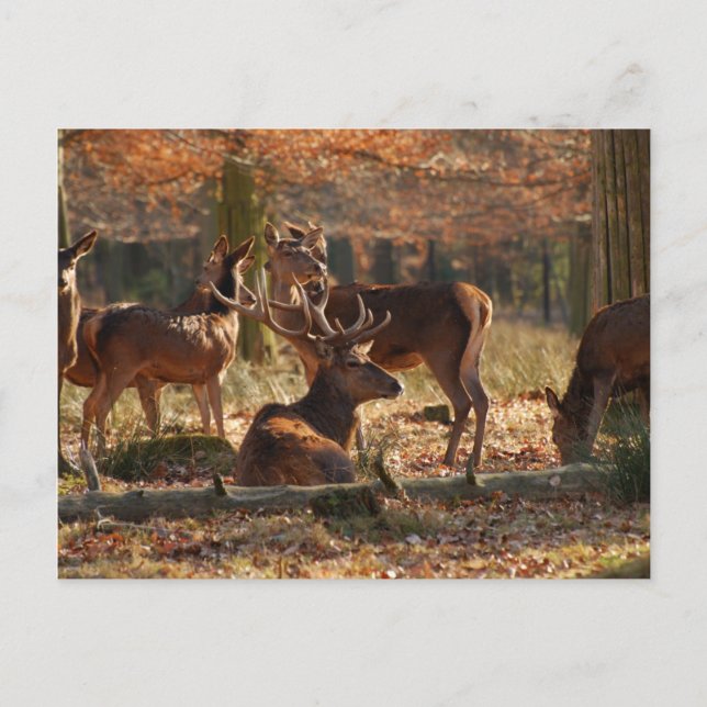 Röda dekor i det automatiska träet vykort (Framsida)