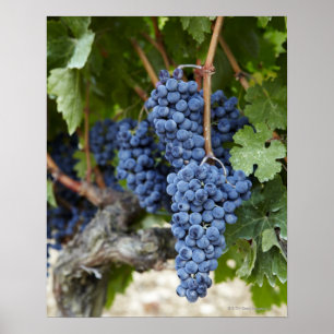 Röda druvor av vin på vinet poster
