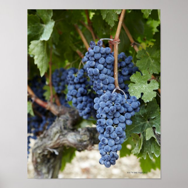 Röda druvor av vin på vinet poster (Framsidan)