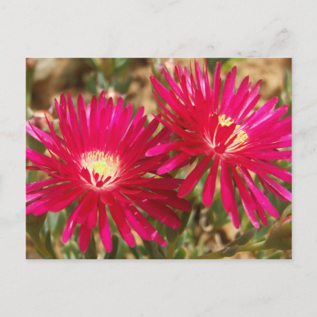 Röda fig Marigold-vykort Vykort (Framsida)