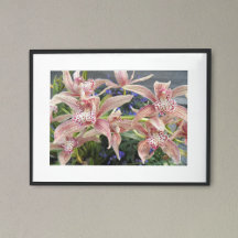 Röda fläckiga Cymbidium-orkidéer Blommig