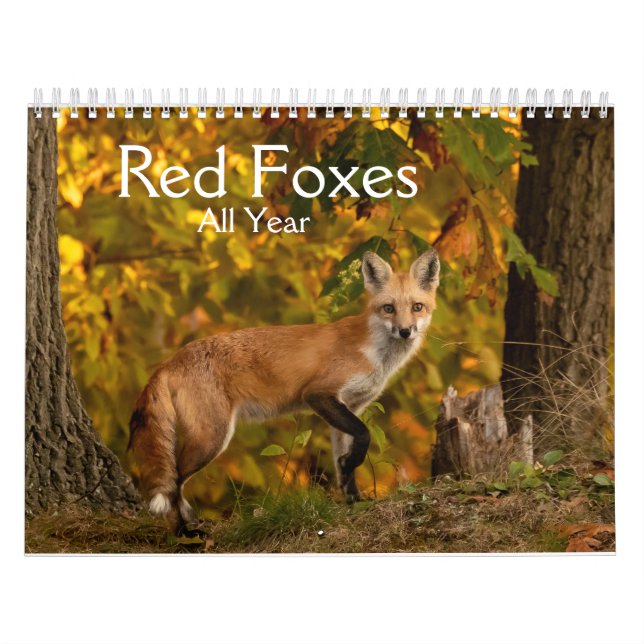 Röda foxar hela årskalender kalender (Omslag)