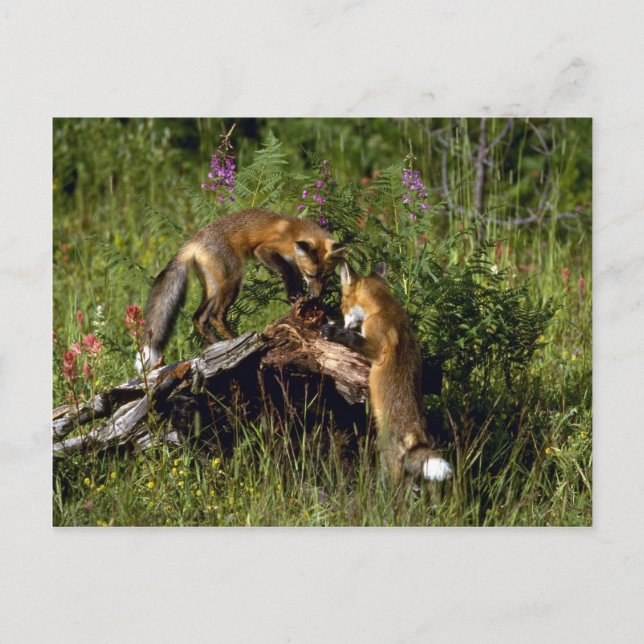 Röda foxes-kit-spel vykort (Framsida)