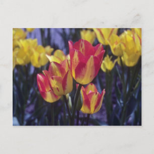 Röda Georgette Tulip, blommor (Tulipa Multoflora) Vykort