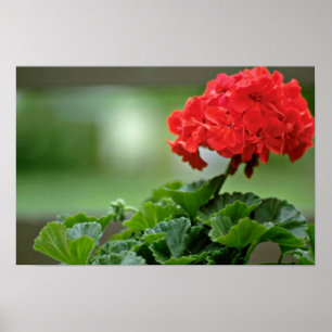 Röda Geranium-Blommar Poster