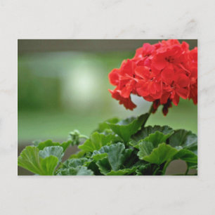Röda Geranium-Blommar Vykort