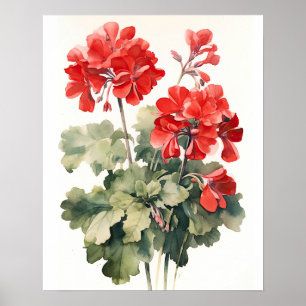 Röda Geranium Flowers Art Print Poster