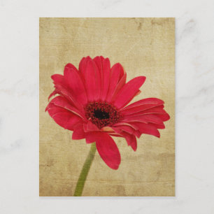 Röda Gerbera Flower vycard Vykort