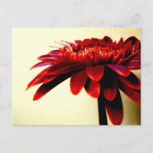 Röda Gerbera-vykort Vykort