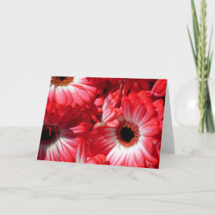 Röda Gerberas Kort