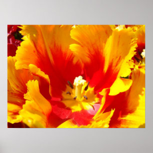 Röda gula tulpan blommor finkonsttryck blomstermot poster