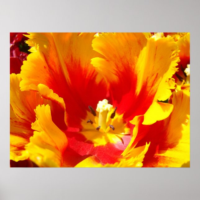 Röda gula tulpan blommor finkonsttryck blomstermot poster (Framsidan)