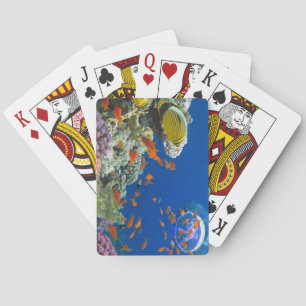 Röda havskorallrev, Egypten Casinokort