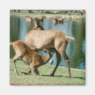 Röda hjortsjukvårdavkommor magnet