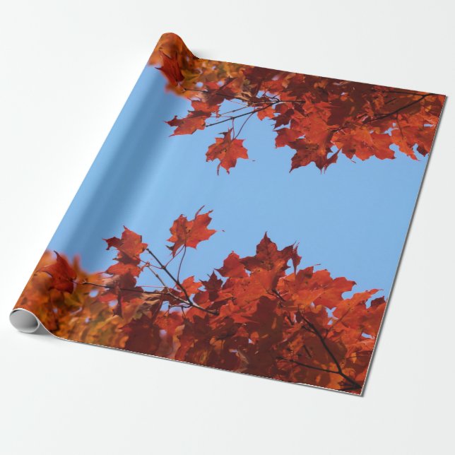 Röda Höst löv och Blå himmel Presentpapper (Utrullad)