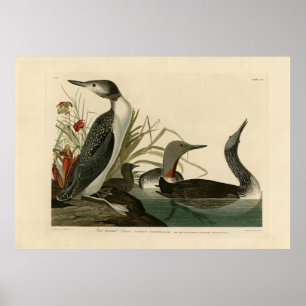 Röda hovdjur (loon) Audubon Birds of America Poster