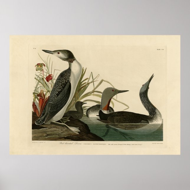 Röda hovdjur (loon) Audubon Birds of America Poster (Framsidan)